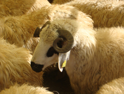 Kurbanda dişi hayvan kesmeyin!