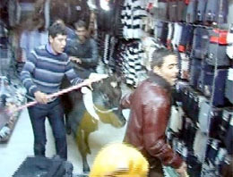 Kızgın boğa mağazaya daldı