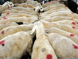 Belediye 41 şehite 41 kurban kesti