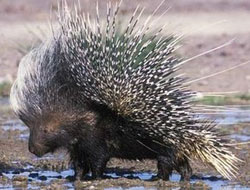 Kirpi deprem habercisi mi?