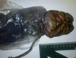 Uzaylı cesedi bulan masum insan!