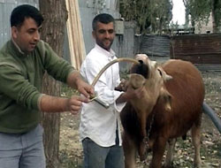 İnekten 'doğalgaz' ürettik