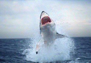 4 metre Köpek Balığı ağa takıldı