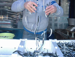 Hamsi mevsimi erken kapandı!