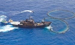 Balina katillerine İHA desteği