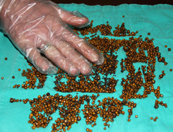 Safrasından 4 bin 225 taş çıktı!