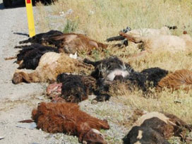 Samsun'da koyun faciası!