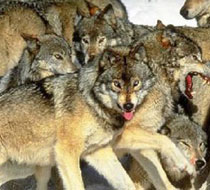 Köye inen kurtlar ölüm saçtı