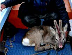 Denizde öyle bir şey avladı ki...