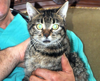 Bu da oldu! kediye protez