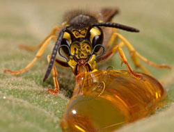 Bal reklamlarında bir şok daha