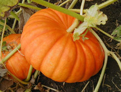 Kabaktan radyo yaptı