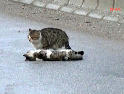 Hayvanlar bile vefalı