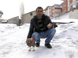 'Tavuğum horoza dönüştü'