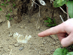 Şehitlerin kemikleri toprak üstüne çıktı