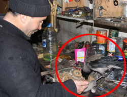 Besle kargayı çırağın olsun !