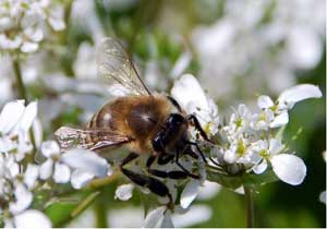 Nihayet Bahar Geliyor