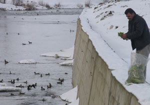 Bayburt'ta hayvanlar bakılıyor