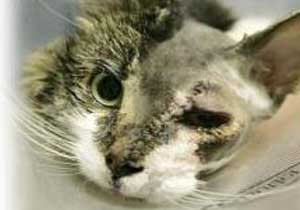 Kediler ölünün başında beklediler