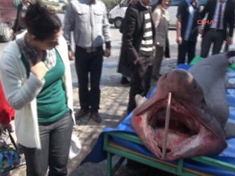 Marmara'da korkutan köpekbalığı