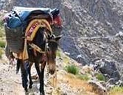 PKK katır başına ne kadar alıyor?