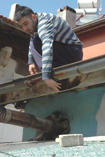 Kaçak Shakira yakalandı