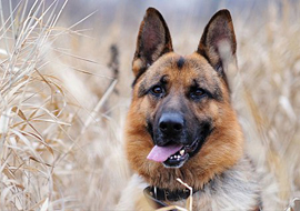 Kurtlar Vadi'ye iniyor !