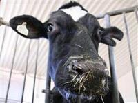 Dünya rekoru kıran inek!