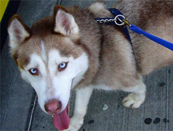 Köpek hastaneye girince!