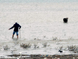 Köpek korkutunca inek göle daldı