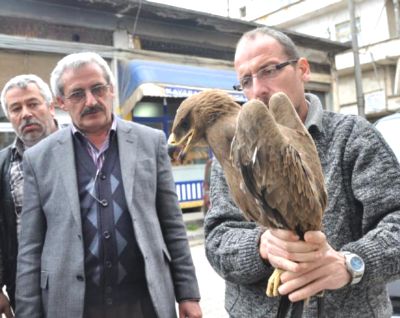 Trabzon'da kaya kartalı bulundu