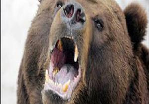 Ayılar Yeniköy'ü Mesken Tuttu