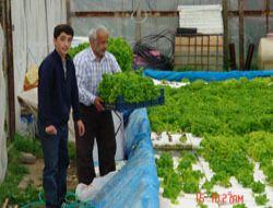 Soğandan sonra şimdi de marul