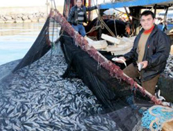 Ölü balıklar korkuttu!