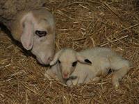 Oya yaşayamadı öldü