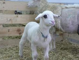 Klon koyunumuz öldü