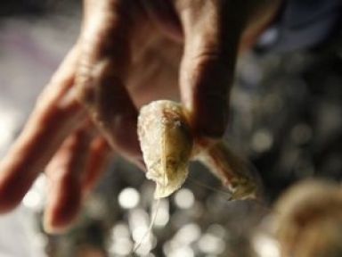 Petrolün Yolaçtığı Ucube Yaratıklar