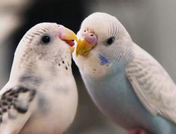 Trabzon kuşları sergileniyor