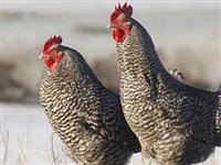 Tavuktan Keban Barajı çıkaracak