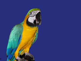 Kaybolunca evini polise tarif etti