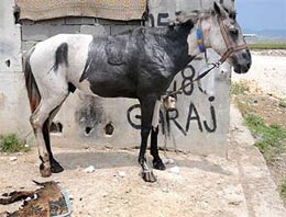 Atları diri diri yakmak istediler!