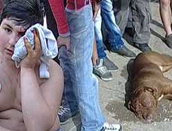Sokak köpeği dehşeti!