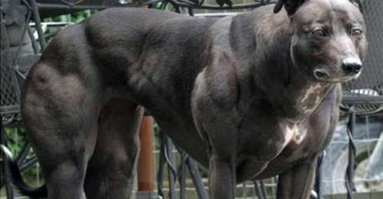 Dünya Bu Köpeği Konuşuyor!