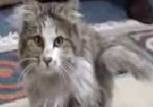 Türkiye'nin ilk kedi evi