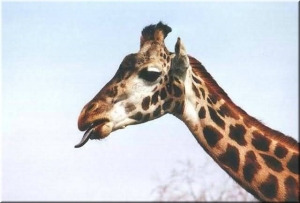 Hırsızlar yüzünden stresten öldü