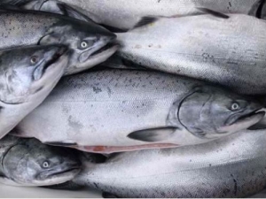 560 bin somon balığı telef oldu