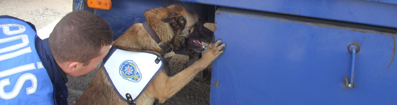 Uyuşturucu operasyonu: 50 gözaltı