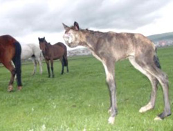 Ardahanlıları korkutan tay