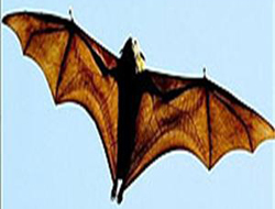 Yarasalar yedi çocuğu öldürdü