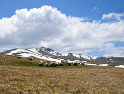 Trabzon'da yaylalara göç başladı